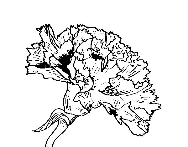 Carnation flower coloring page
