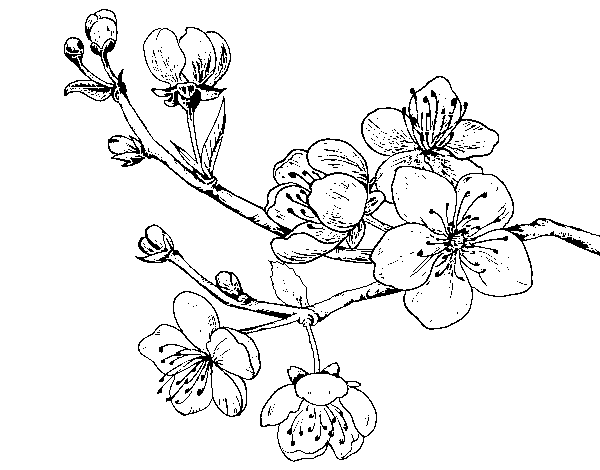 Cherry-tree branch coloring page