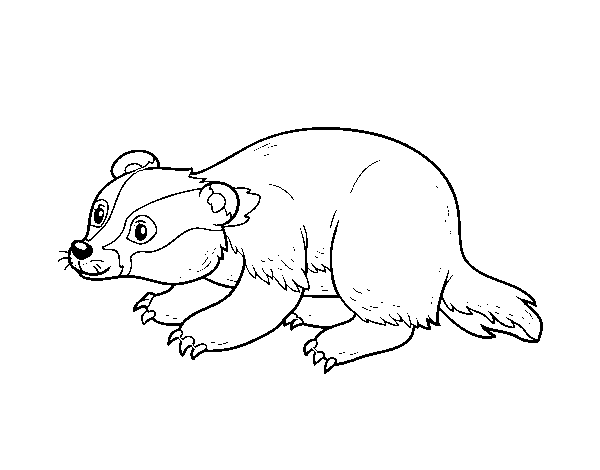 Iberian badger coloring page