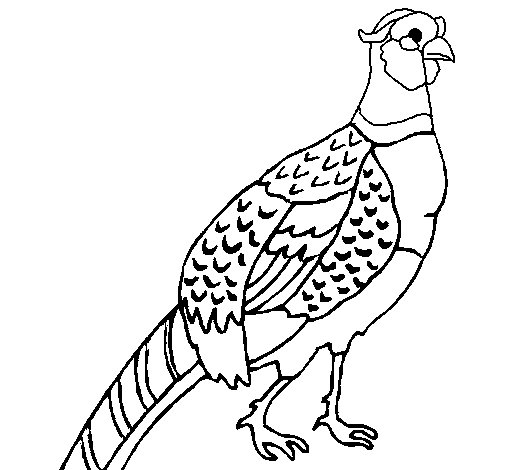 Pheasant coloring page - Coloringcrew.com