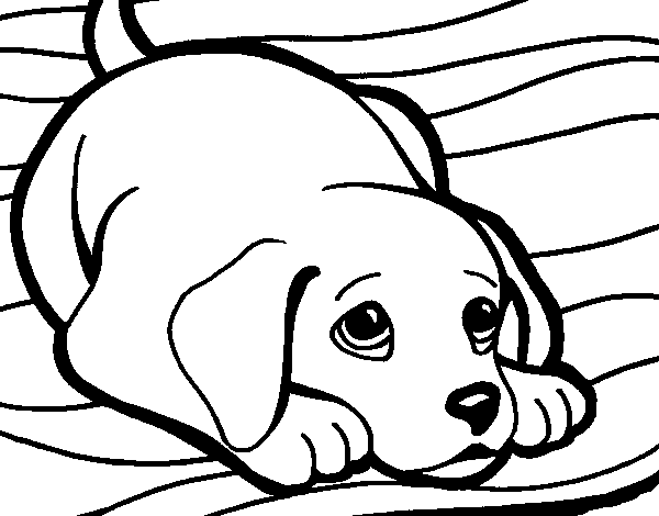 Puppy on rug coloring page