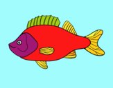 Horned lantern fish coloring page - Coloringcrew.com