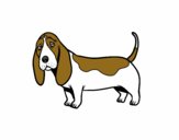 A Basset hound