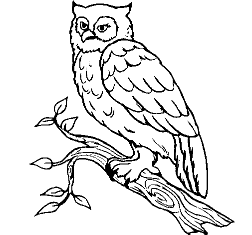 Barn owl coloring page