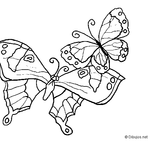 Butterflies coloring page