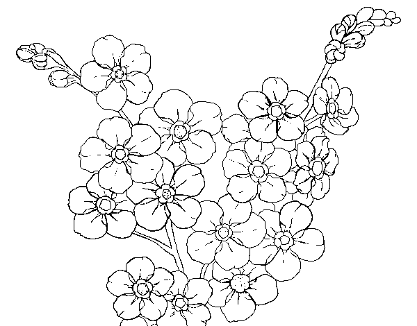 Cherry tree flower coloring page