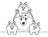 Husky family coloring page