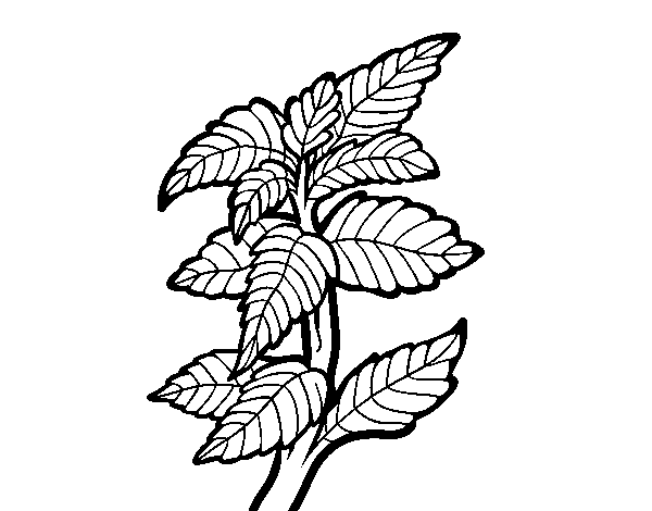 Mentha coloring page