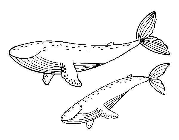 Whales coloring page