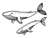 Whales coloring page