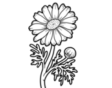 Wild daisy coloring page