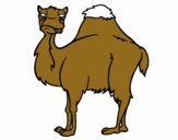 Camel boring