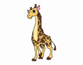 Female giraffe